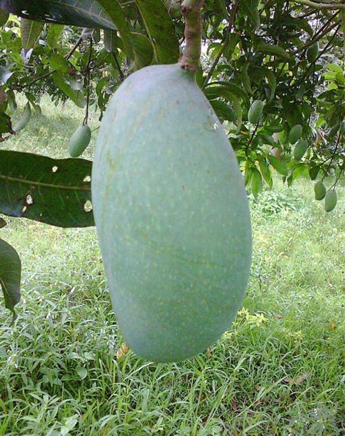 নাকফজলি আম