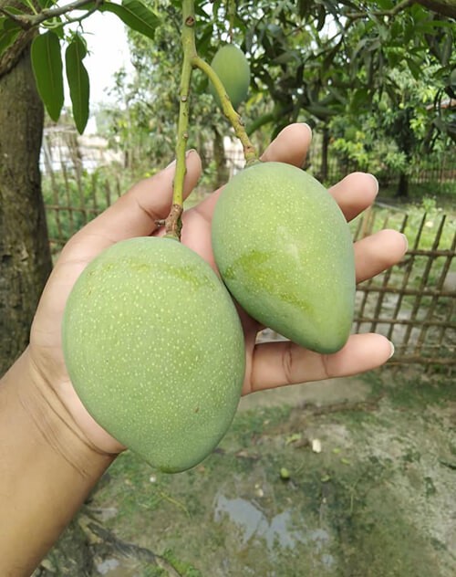 মল্লিকা আম