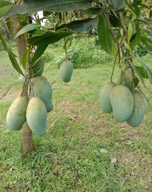 আমরুপালি