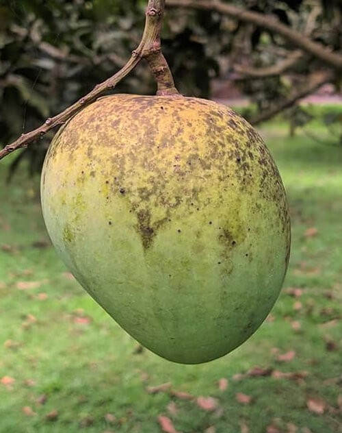 হাড়িভাঙ্গা আম