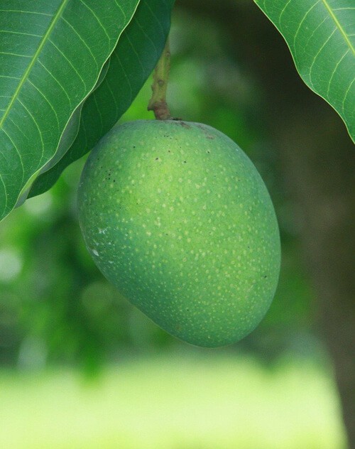 গোপালভোগ