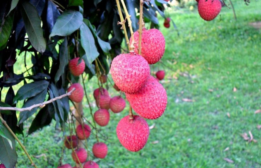 রাজশাহীর বম্বে লিচু(১০০টি)