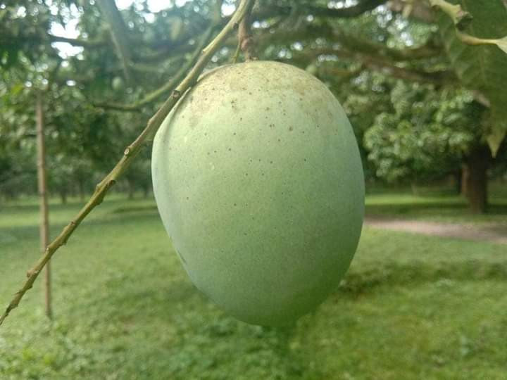 ল্যাংড়া আম