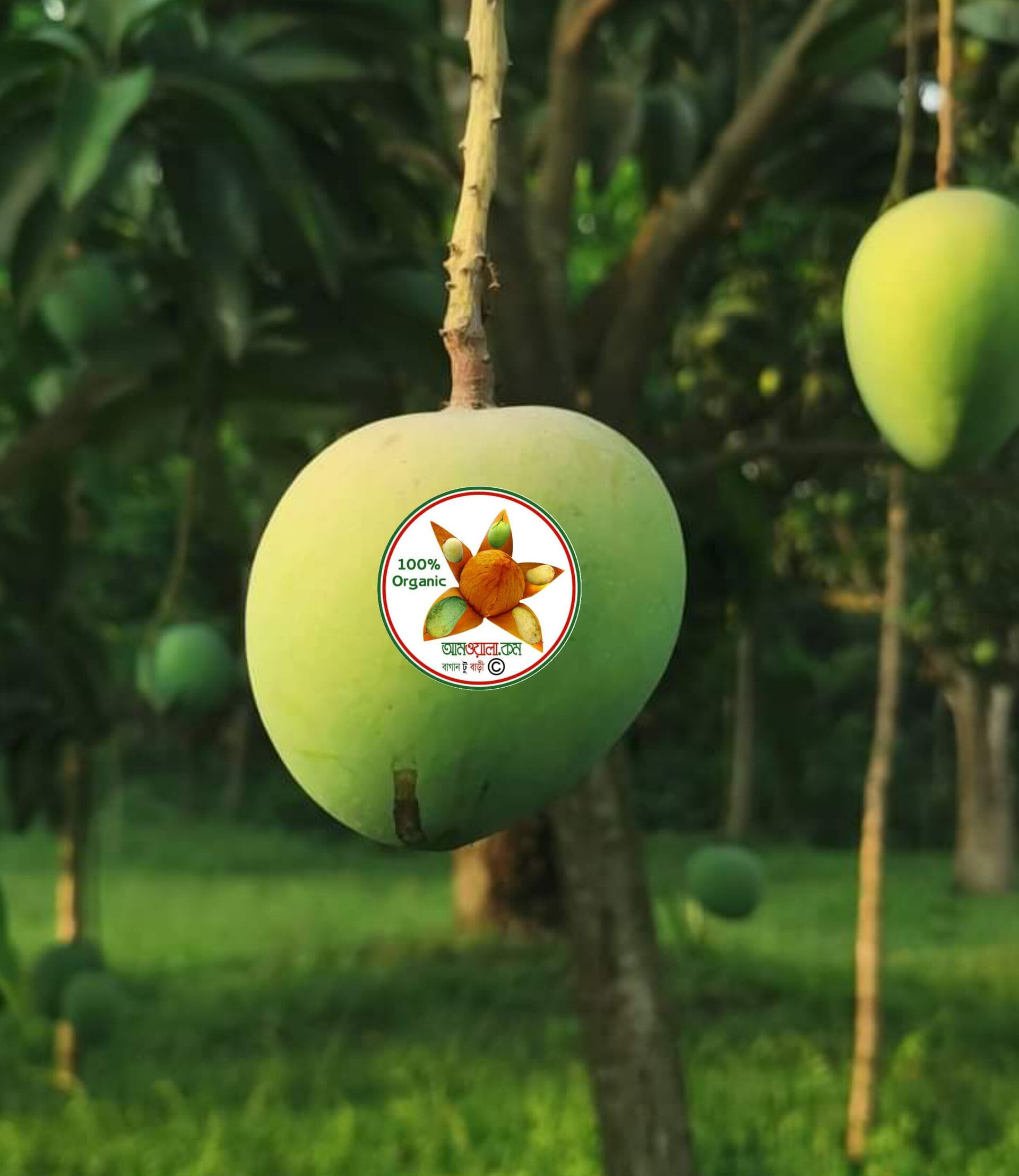 গোবিন্দোভোগ আম