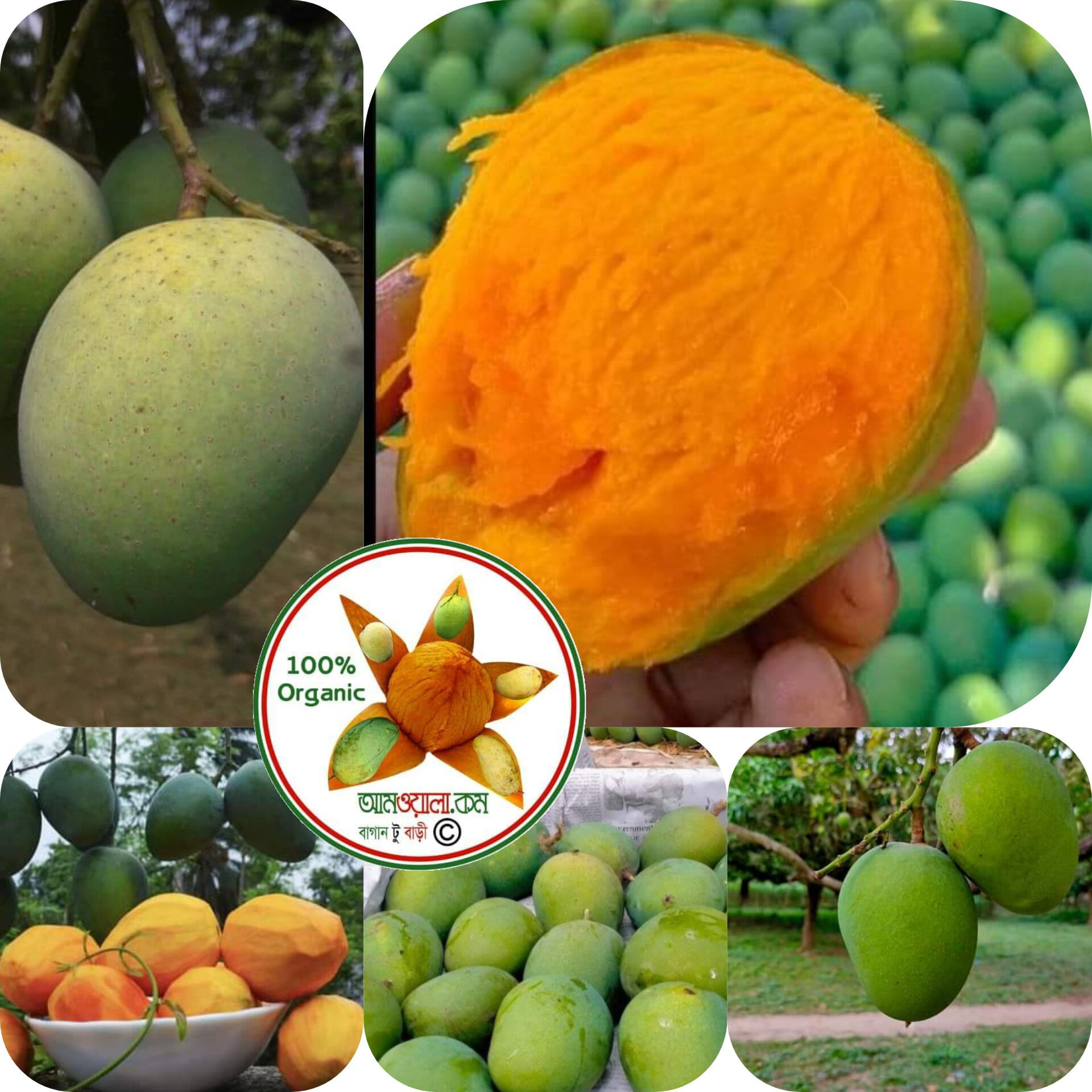 হিমসাগর